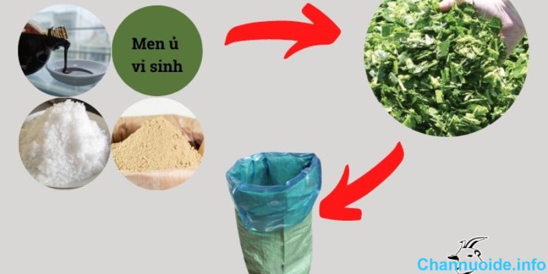 Cách ủ chua thức ăn cho dê bằng túi nilong